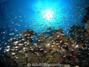 Its raining fish! Alleluja >( by Adolfo Maciocco 